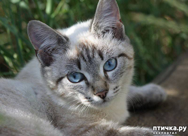 фото 4: Охос азулес - новая порода кошек!