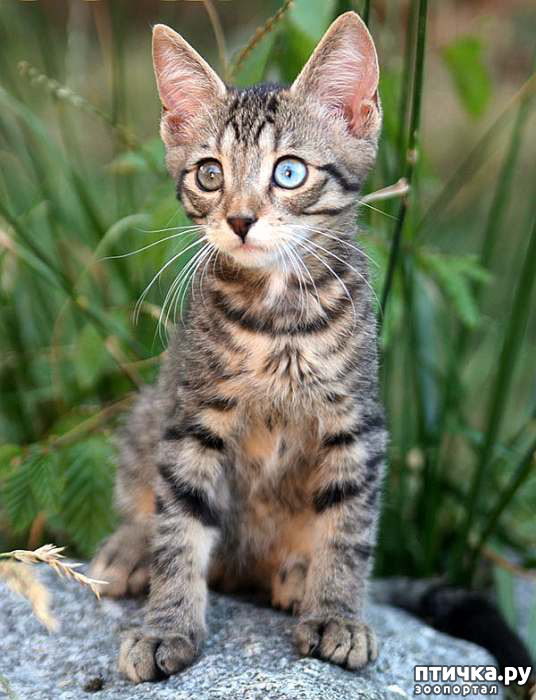 фото 7: Охос азулес - новая порода кошек!