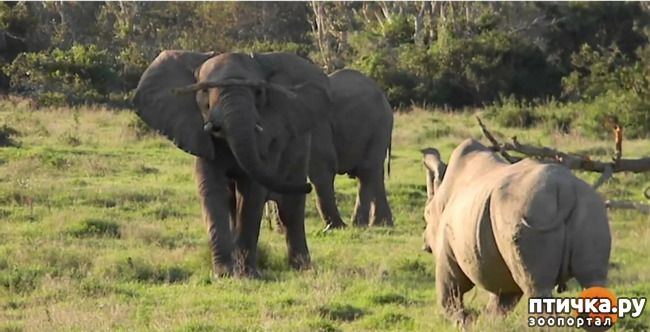 фото 18: Носорог - красивое и редкое животное Африки и Азии