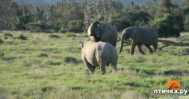 фото 17: Носорог - красивое и редкое животное Африки и Азии