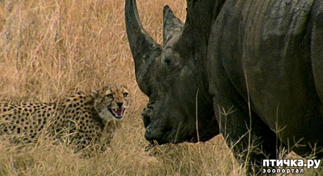фото 20: Носорог - красивое и редкое животное Африки и Азии
