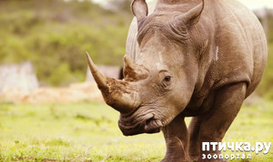 фото: Носорог - красивое и редкое животное Африки и Азии