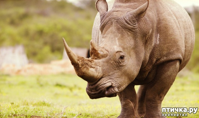 фото 1: Носорог - красивое и редкое животное Африки и Азии