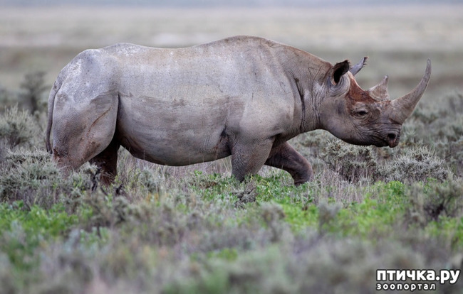 фото 3: Носорог - красивое и редкое животное Африки и Азии