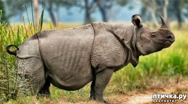 фото 4: Носорог - красивое и редкое животное Африки и Азии