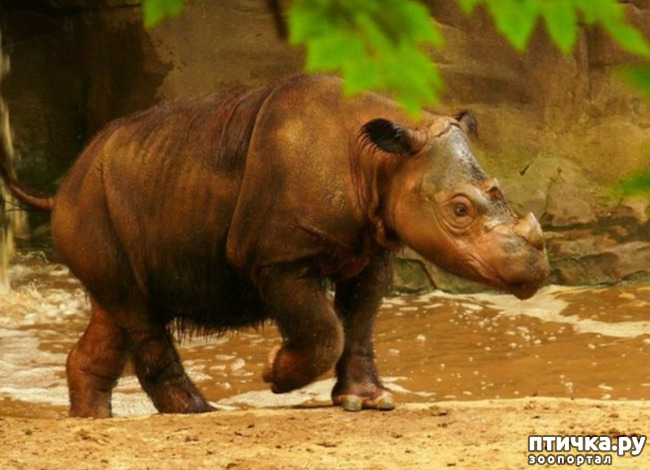 фото 5: Носорог - красивое и редкое животное Африки и Азии