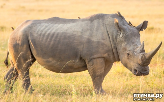 фото 7: Носорог - красивое и редкое животное Африки и Азии