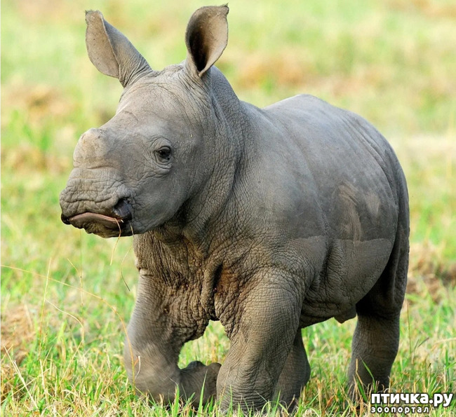 фото 8: Носорог - красивое и редкое животное Африки и Азии