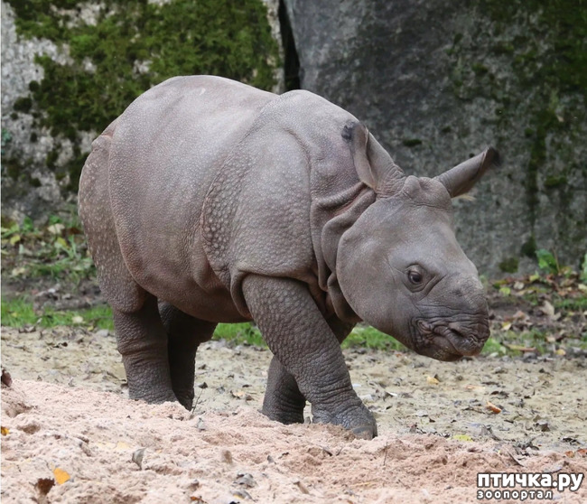 фото 9: Носорог - красивое и редкое животное Африки и Азии
