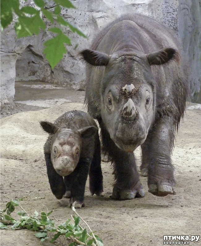 фото 10: Носорог - красивое и редкое животное Африки и Азии