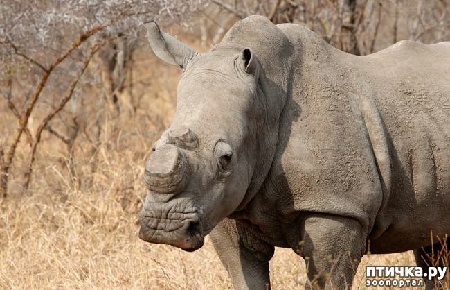 фото 11: Носорог - красивое и редкое животное Африки и Азии