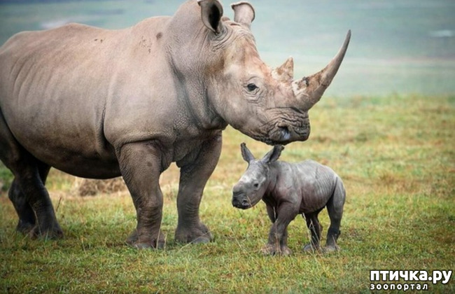 фото 12: Носорог - красивое и редкое животное Африки и Азии