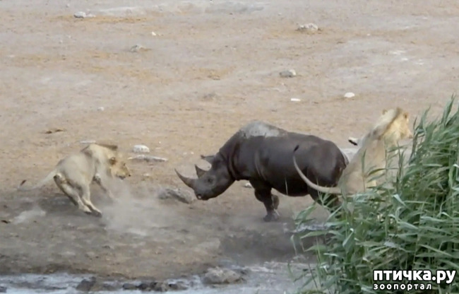 фото 14: Носорог - красивое и редкое животное Африки и Азии