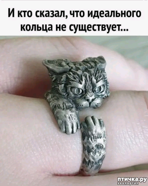 фото 4: Новости от котиков!