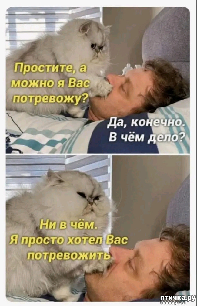 фото 6: Новости от котиков!