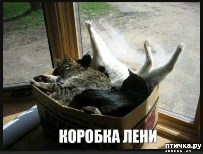 фото 8: Новости от котиков!