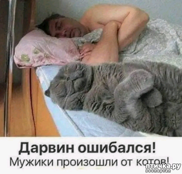 фото 9: Новости от котиков!