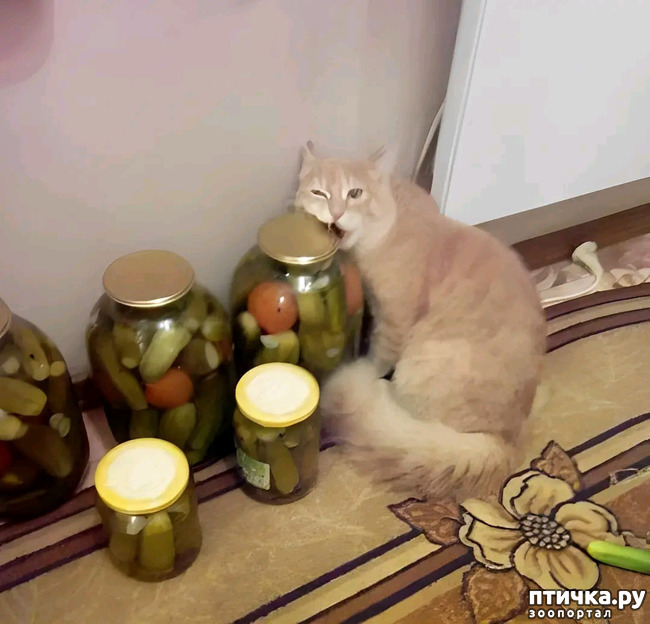 фото 10: Новости от котиков!