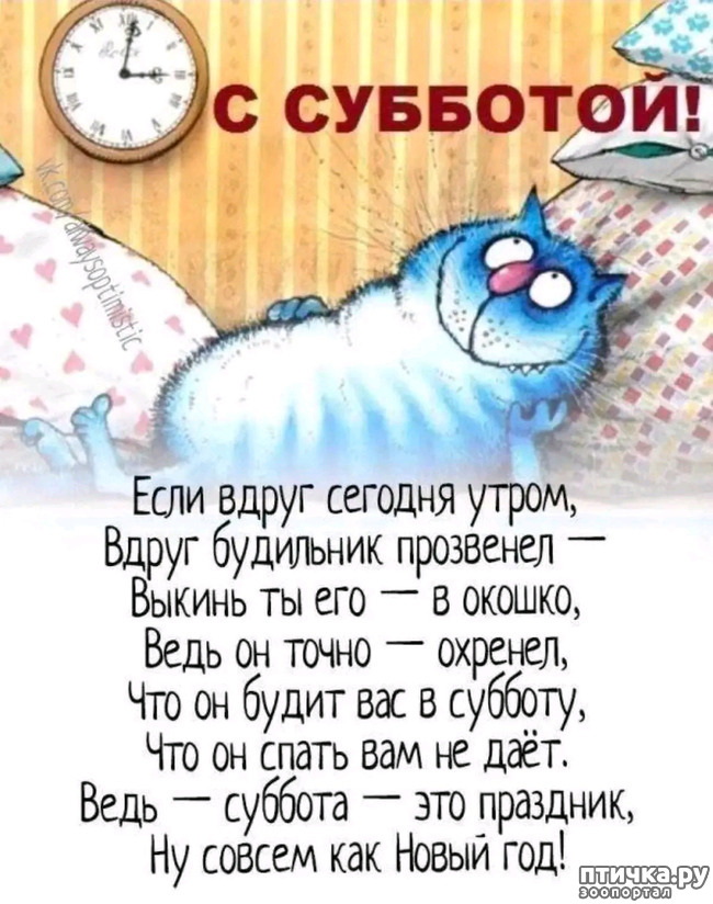 фото 13: Новости от котиков!