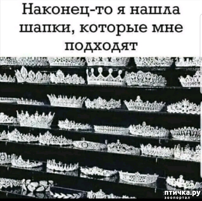 фото 16: Новости от котиков!