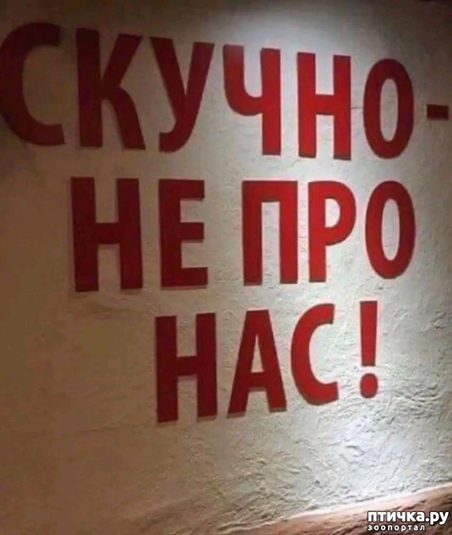 фото 1: Новости от котиков!