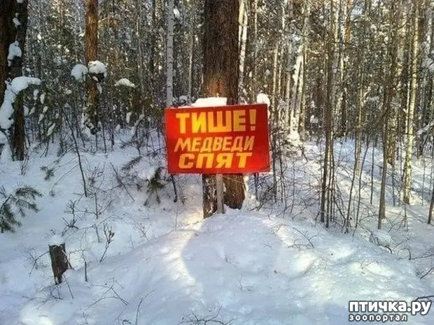 фото 20: Новости от котиков!