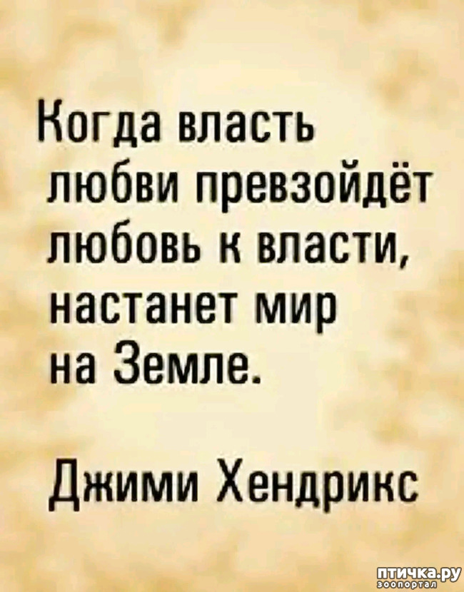 фото 25: Новости от котиков!
