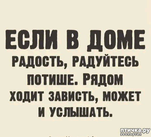 фото 31: Новости от котиков!