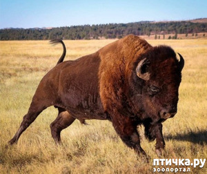 фото: Бизон - самое крупное животное северной Америки