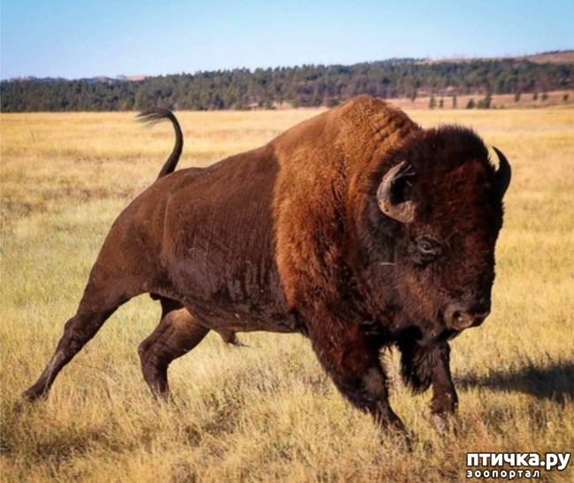 фото 1: Бизон - самое крупное животное северной Америки