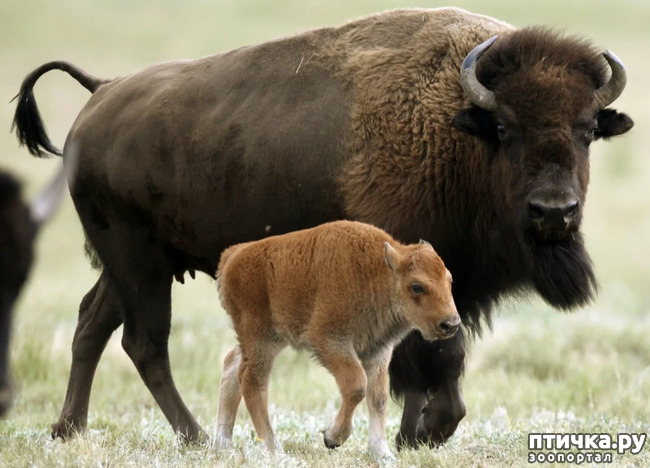 фото 4: Бизон - самое крупное животное северной Америки