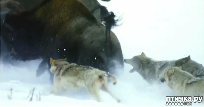 фото 5: Бизон - самое крупное животное северной Америки