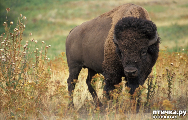 фото 6: Бизон - самое крупное животное северной Америки