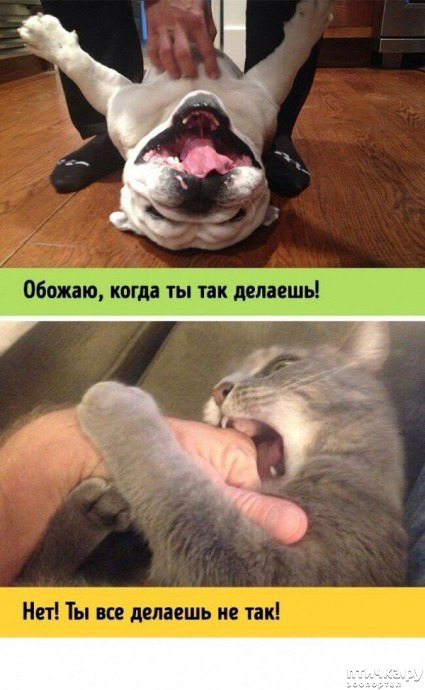 фото 6: Одинаковые ситуации, а реакции разные ( собаки, кошки)