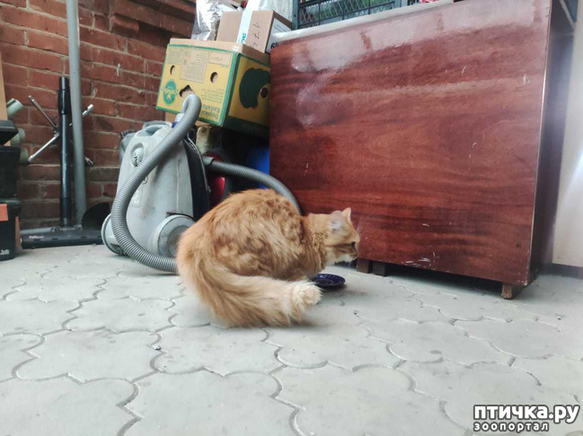 фото 1: У нас по ходу новый член семьи