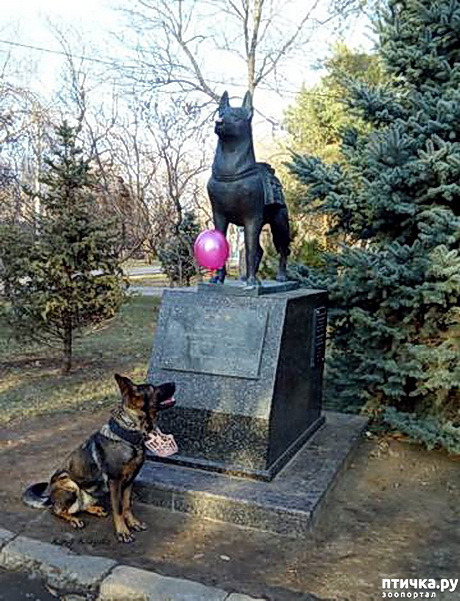 фото 7: Собаки в скульптуре