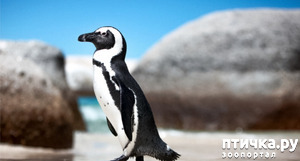 фото: Очковый пингвин - удивительный пингвин
