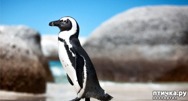 фото 1: Очковый пингвин - удивительный пингвин