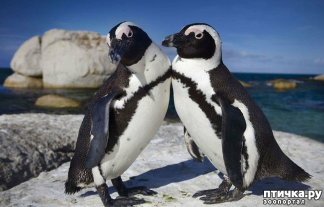 фото 2: Очковый пингвин - удивительный пингвин