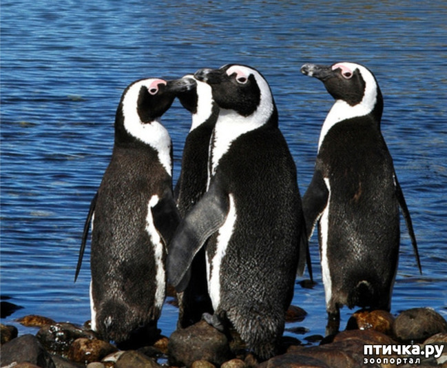 фото 3: Очковый пингвин - удивительный пингвин