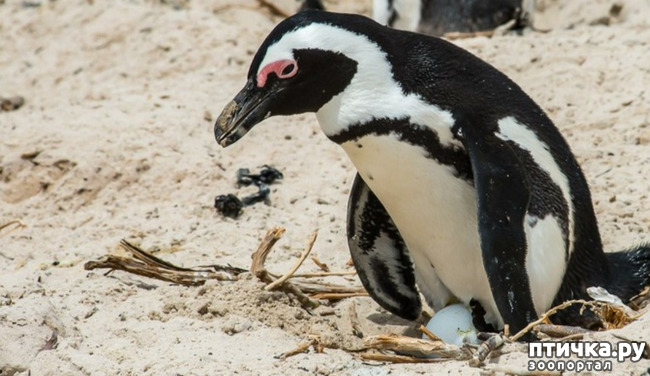 фото 4: Очковый пингвин - удивительный пингвин