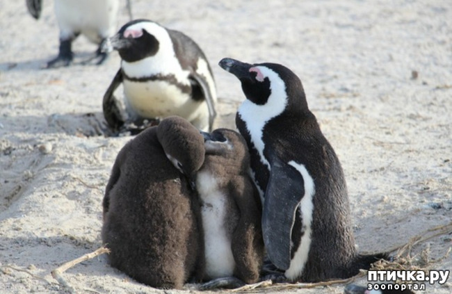 фото 5: Очковый пингвин - удивительный пингвин