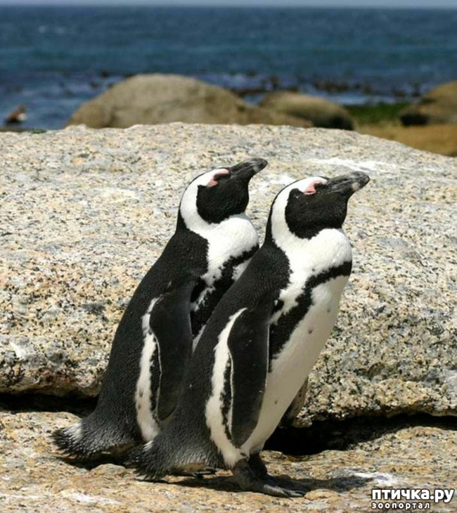 фото 6: Очковый пингвин - удивительный пингвин
