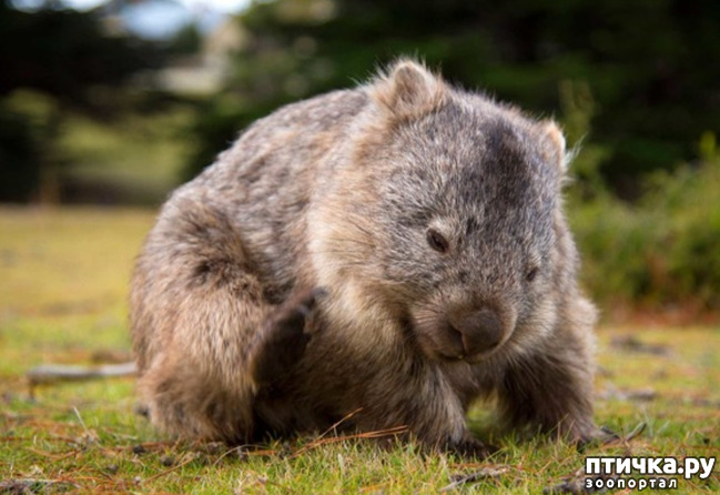 фото 6: Вомбат - милый житель Австралии