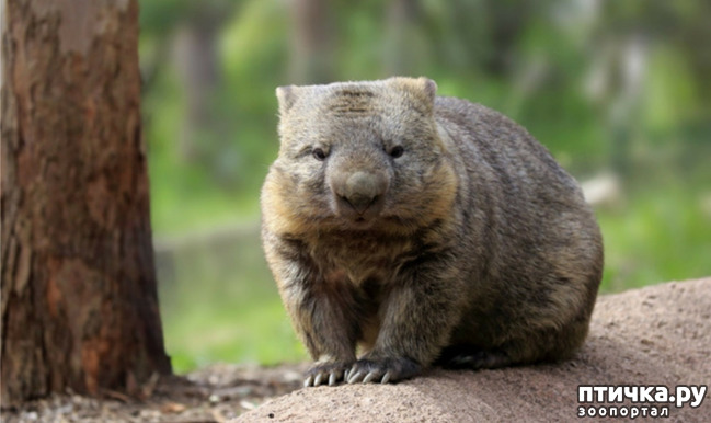 фото 1: Вомбат - милый житель Австралии