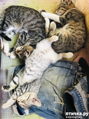 фото: Привет от Марины № 4. Кошки "земли обетованной"