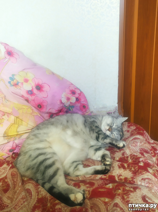  2: .   )))