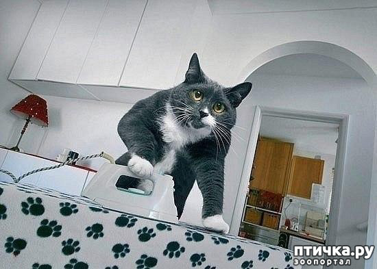 фото 4: Окончание поста - Срочно ищу домоуправительницу... (из жизни одного кота)