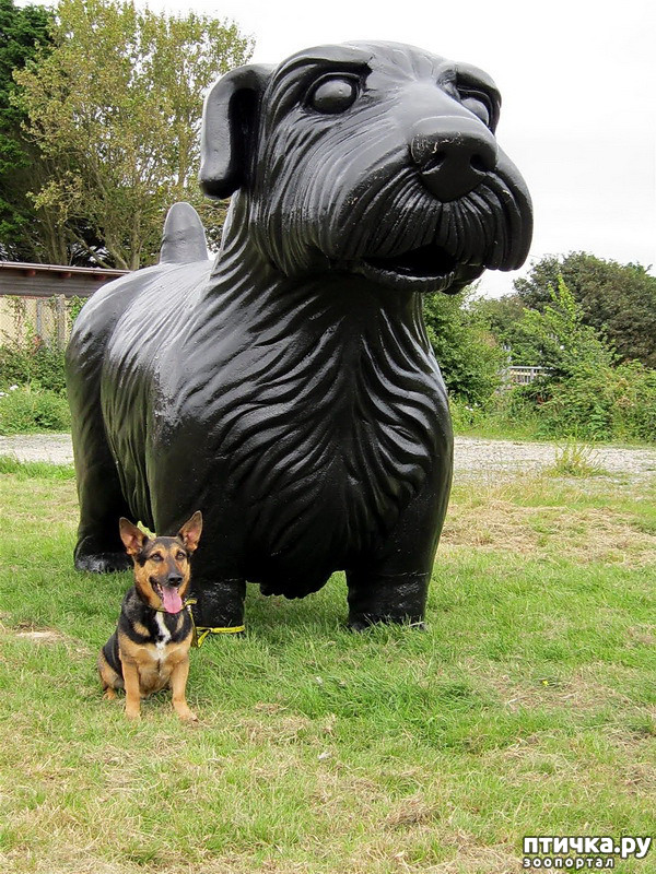 фото 8: Собаки в скульптуре