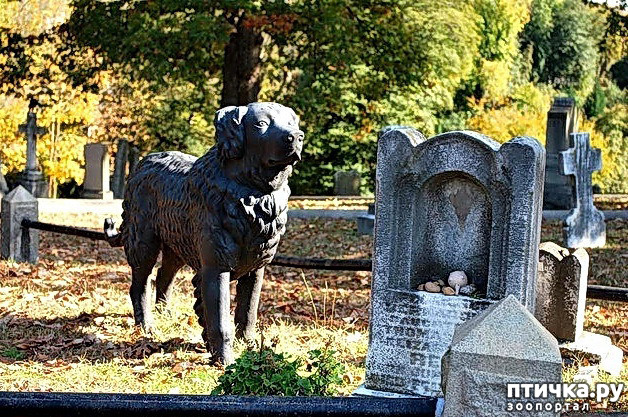 фото 18: Собаки в скульптуре